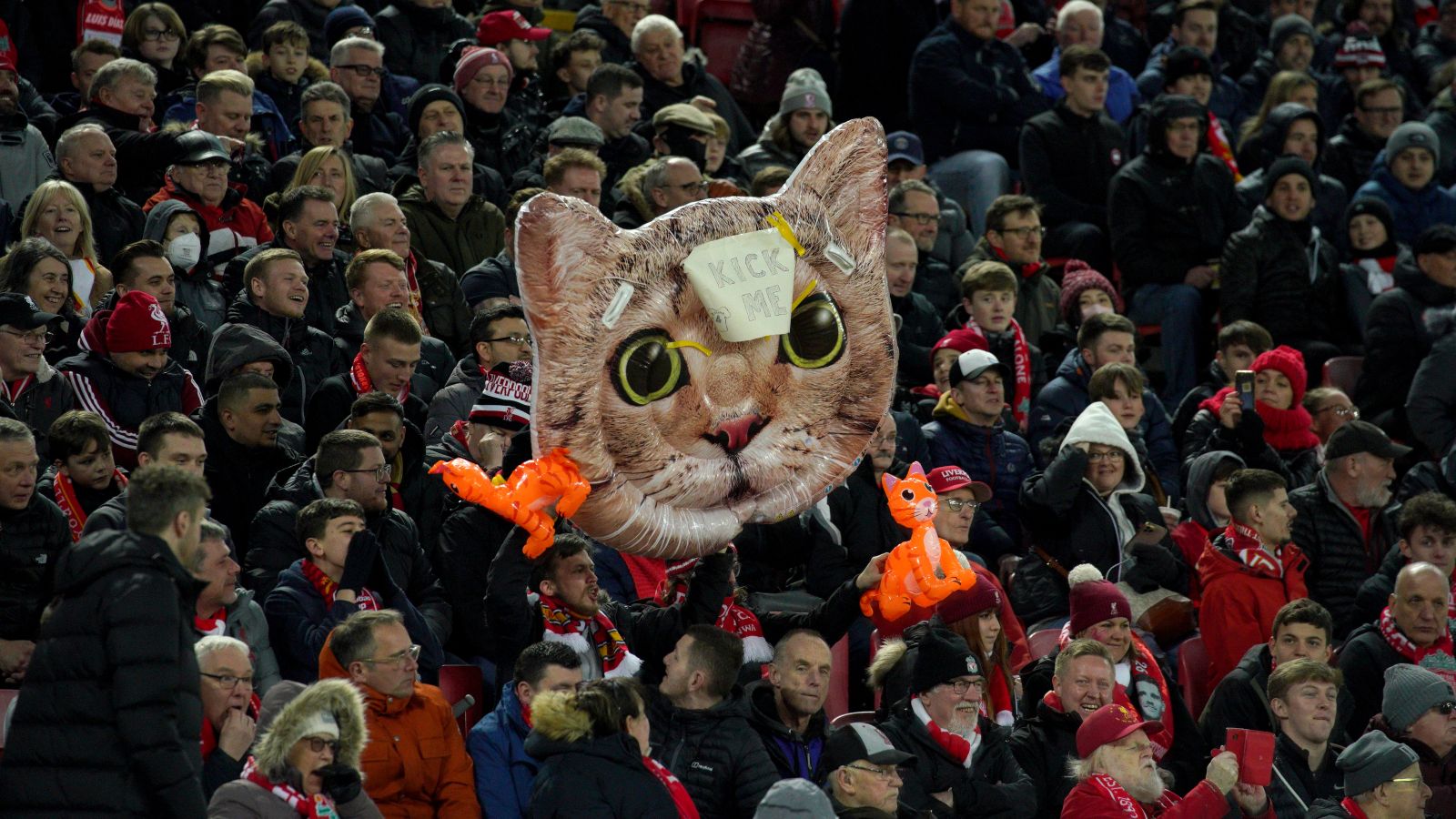 Nine animal welfare charities boosted by Zouma catkicking fine