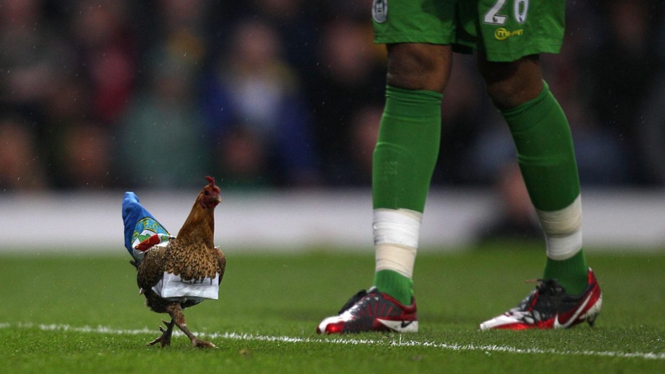 A chicken on the pitch at Blackburn's Ewood Park stadium
